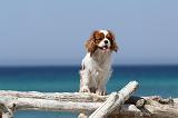 CAVALIER KING CHARLES 117
